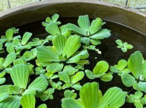 芙蓉會開花嗎|水芙蓉怎麼養？水芙蓉的好處、壞處&繁殖攻略 – 新鮮。